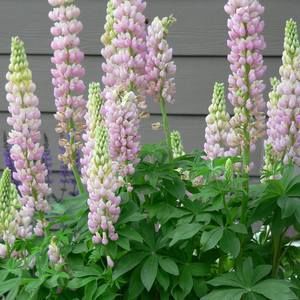 Meet your Posher, Joyce